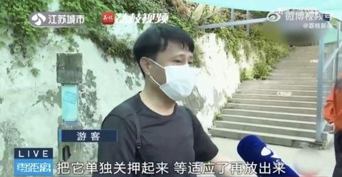 吃瓜挨打的网红叫什么,揭秘网络暴力的阴影面
