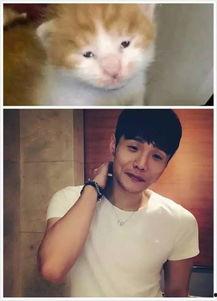 喵星娱乐吃瓜群众是谁啊,吃瓜群众背后的神秘力量  第1张