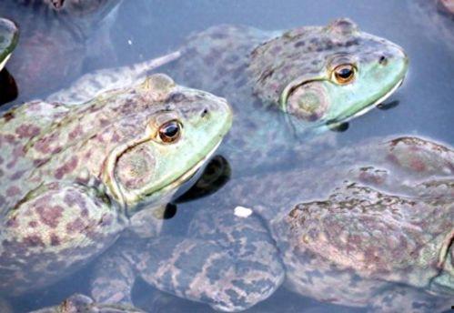 牛蛙爆料五条腿视频大全,揭秘神秘生物的罕见变异现象
