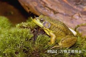 牛蛙爆料五条腿视频大全,揭秘神秘生物的罕见变异现象 第2张 牛蛙爆料五条腿视频大全,揭秘神秘生物的罕见变异现象 第2张