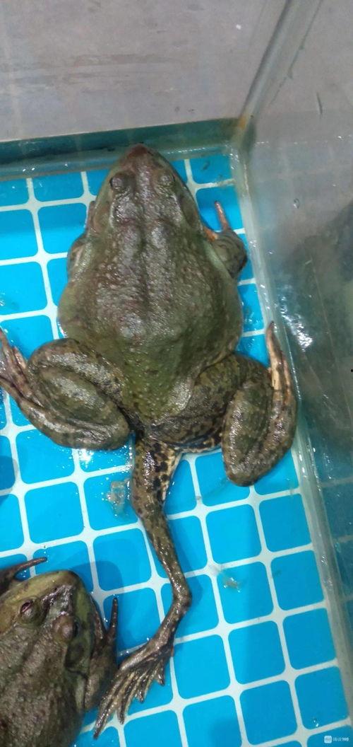 牛蛙爆料五条腿视频大全,揭秘神秘生物的罕见变异现象 第3张 牛蛙爆料五条腿视频大全,揭秘神秘生物的罕见变异现象 第3张