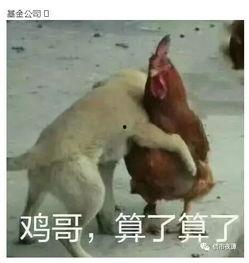 鸡哥早期爆料视频大全,揭秘娱乐圈不为人知的幕后真相
