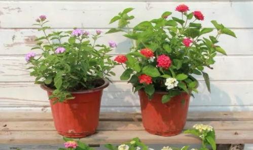 厦门快递员爆料视频最新,快递行业乱象丛生,真相令人震惊!  第3张 厦门快递员爆料视频最新,快递行业乱象丛生,真相令人震惊!  第3张