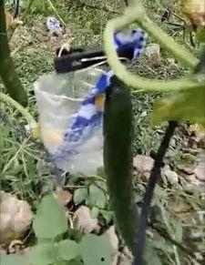 甘谷网红吃瓜事件视频,一场网络狂欢背后的真相揭秘