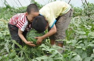 甘谷网红吃瓜事件视频,一场网络狂欢背后的真相揭秘  第3张