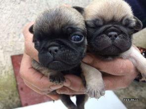 巴哥最新爆料信息,最新爆料信息大起底 第1张 巴哥最新爆料信息,最新爆料信息大起底 第1张