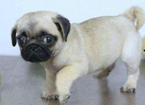 巴哥最新爆料信息,最新爆料信息大起底 第2张 巴哥最新爆料信息,最新爆料信息大起底 第2张