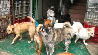 深圳流浪狗最新爆料,最新爆料揭示生存困境  第2张