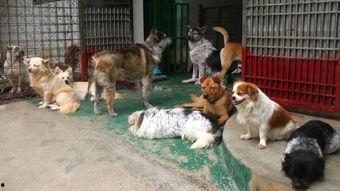 深圳流浪狗最新爆料,最新爆料揭示生存困境  第3张